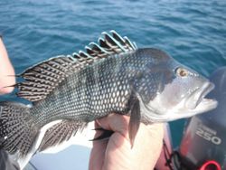 Black Seabass Fish from Florida